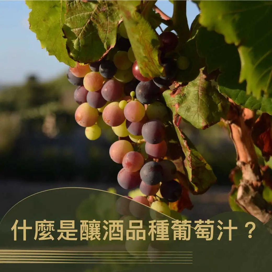 什麼是釀酒品種葡萄汁。