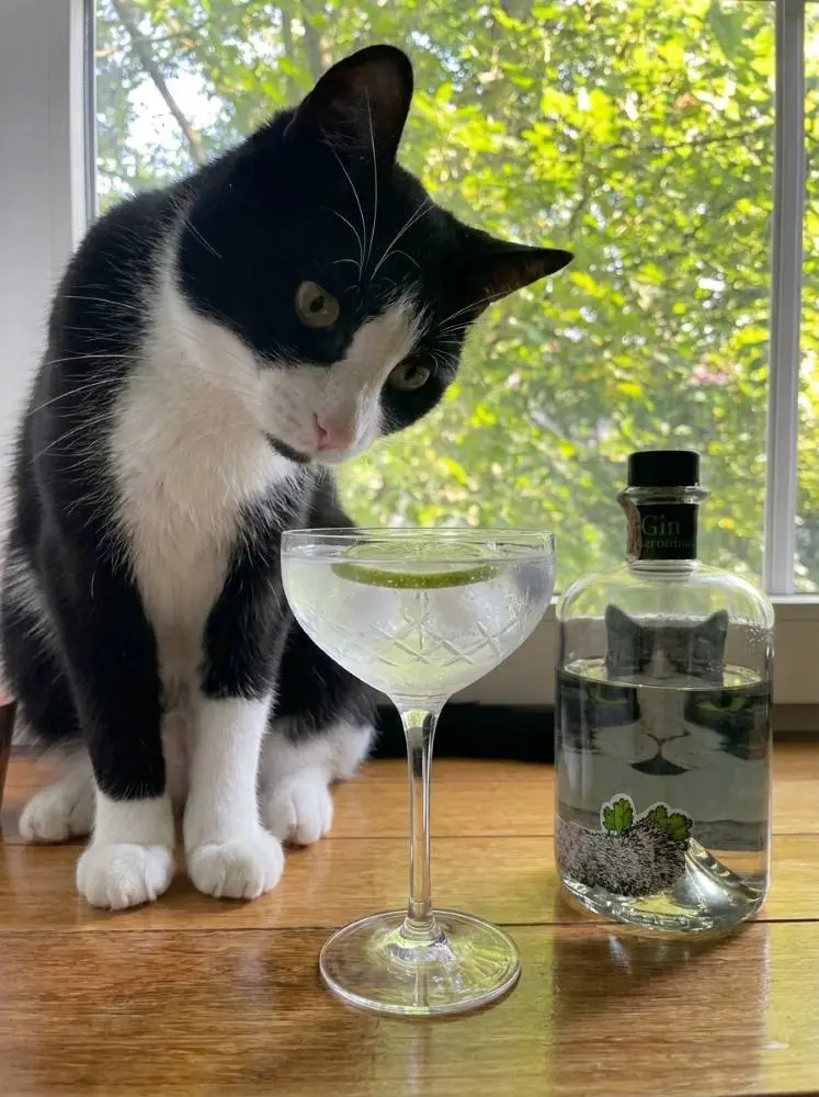 琴湯尼 Gin Tonic，Geronimo 貓迷琴酒調酒示範。